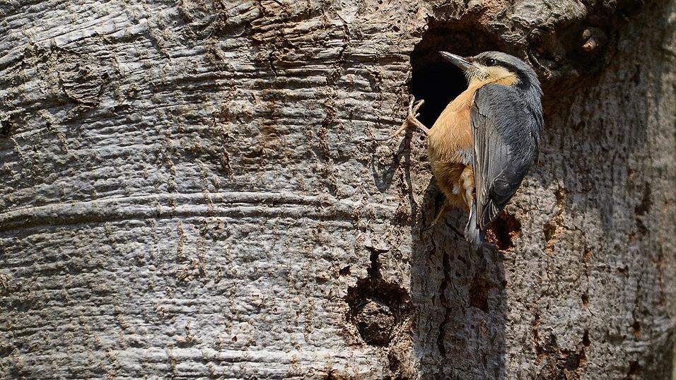 Den Ruf des Kleibers kann Herrmann auch bestimmen. Den Ruf des Kleibers kann Herrmann auch bestimmen.