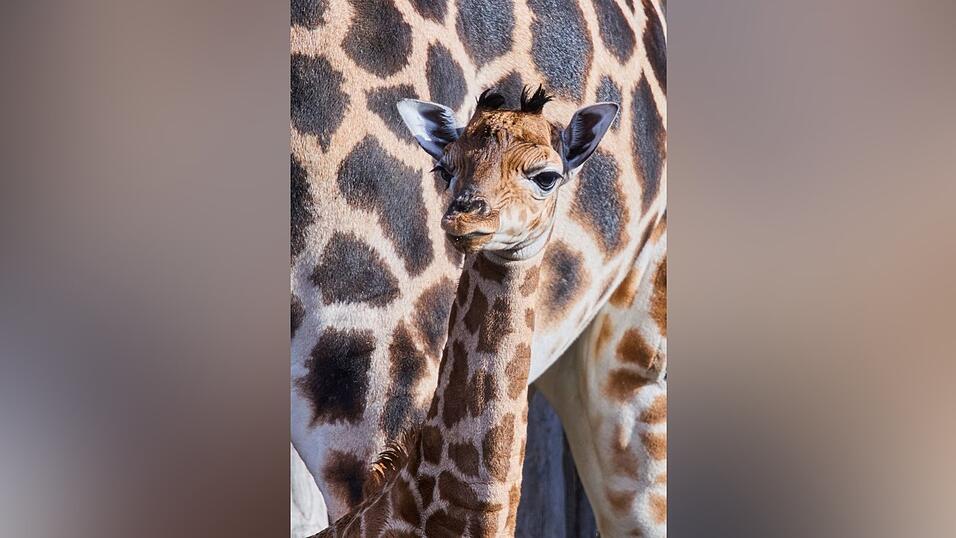 Putzmunter steht das Giraffenbaby neben seiner Mutter. Putzmunter steht das Giraffenbaby neben seiner Mutter.