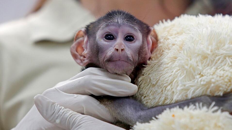 Bei der Geburt vor knapp zwei Monaten wog das &Auml;ffchen blo&szlig; 443 Gramm.