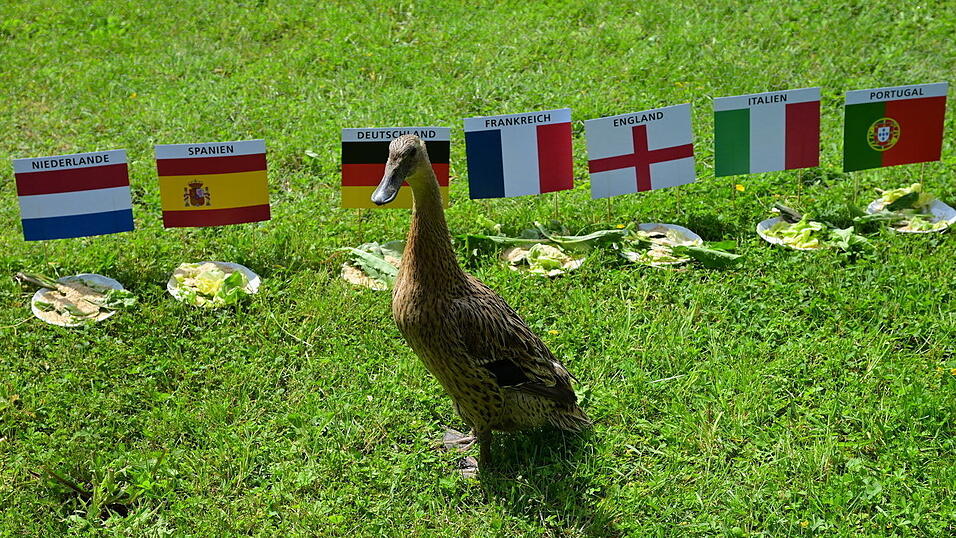 Gro&szlig;e Auswahl im Halbfinale: Wir wollen m&ouml;glichst alle Favoriten auf den EM-Titel ber&uuml;cksichtigen.