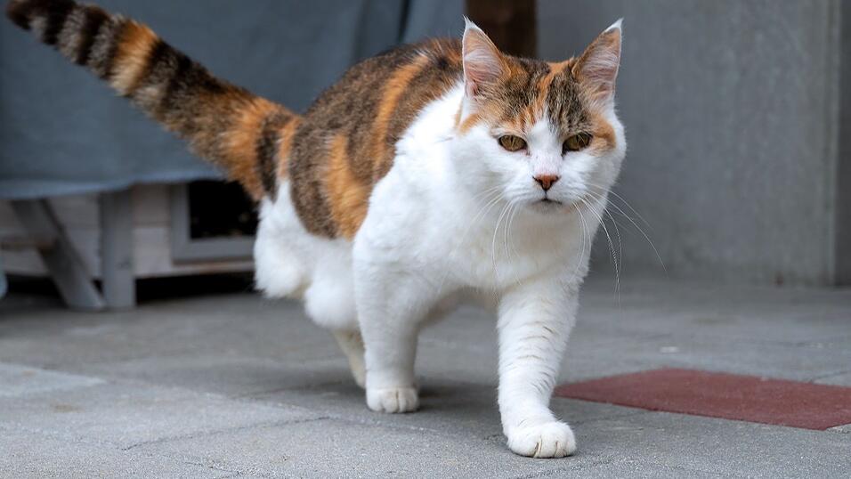 Nicht nur Babykatzen, auch Senioren, wie Shakira, versucht das Tierheim in ein 'F&uuml;r-immer-Zuhause' zu vermitteln.