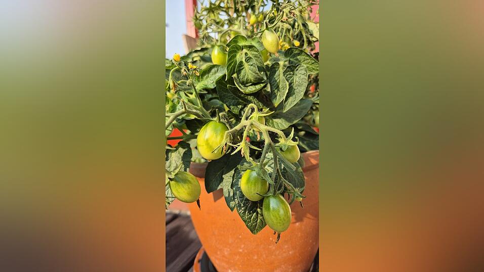 Für die Tomaten war es in den letzten Wochen einfach zu kalt, um zu reifen. Für die Tomaten war es in den letzten Wochen einfach zu kalt, um zu reifen.