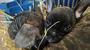 Tiersch&uuml;tzer gehen von einer hohen Dunkelziffer beim illegalen Handel mit Welpen aus. (Symbolbild)