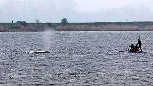 Tag vier der Rettungsaktion - rund um den Wal laufen die Vorbereitungen f&uuml;r seinen Transport ins offene Meer.