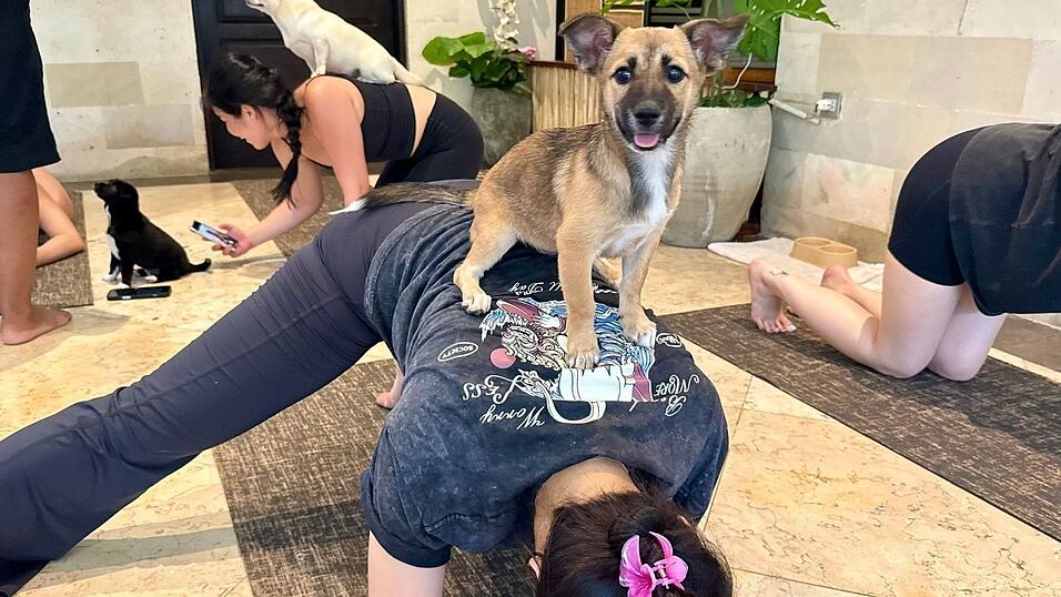 Beim Puppy Yoga springen die Welpen gerne auf den R&uuml;cken der Teilnehmer.