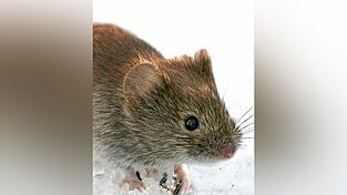 Niedlich, oder? Die R&ouml;telmaus ist aber Haupt&uuml;bertr&auml;ger des Hanta-Virus.