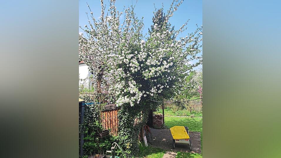 Der Apfelbaum in voller Blüte. Der Apfelbaum in voller Blüte.