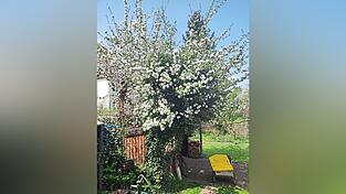 Der Apfelbaum in voller Blüte. Der Apfelbaum in voller Blüte.