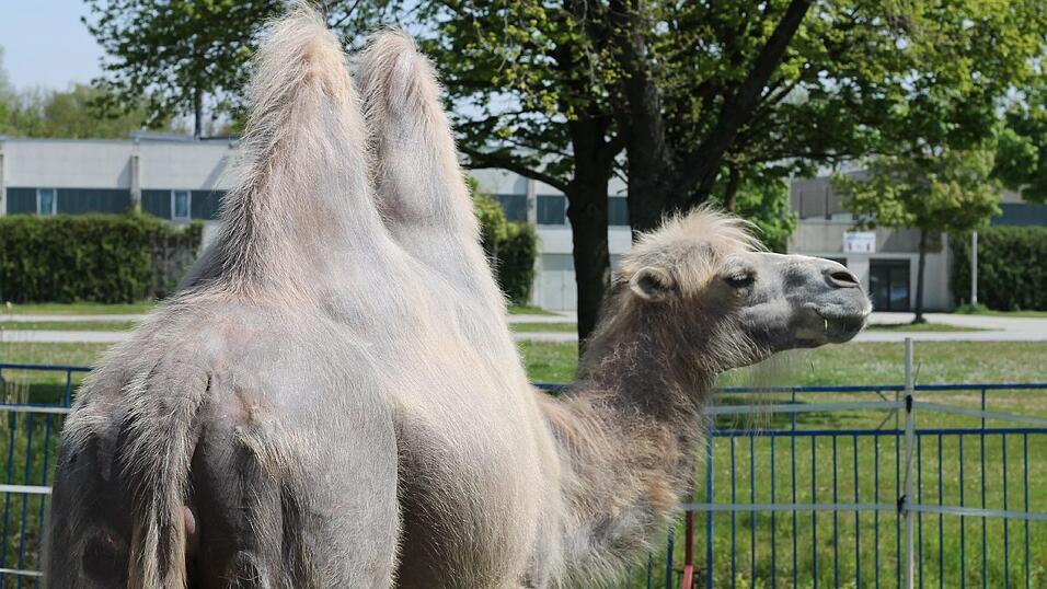 Bis zum 17. Mai gastiert der Circus Krone in Straubing. Wir haben uns angeschaut, wie es hinter den Kulissen aussieht. Bis zum 17. Mai gastiert der Circus Krone in Straubing. Wir haben uns angeschaut, wie es hinter den Kulissen aussieht.