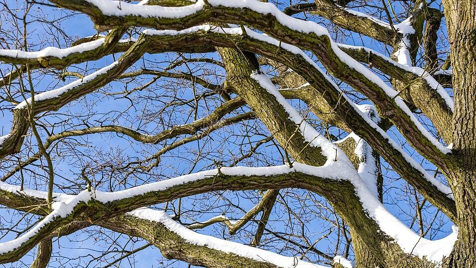 In N&uuml;rnberg ist eine Frau von einem Ast t&ouml;dlich getroffen worden. (Symbolbild)