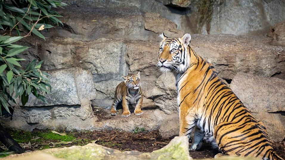 Noch hat das Jungtier keinen Namen. Noch hat das Jungtier keinen Namen.