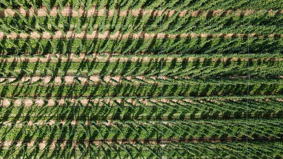 Hopfen w&auml;chst auf einem Feld.