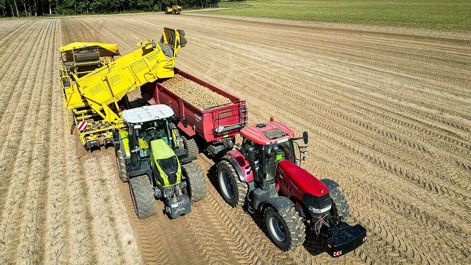 Die Kartoffelbauern haben in diesem Jahr eine sehr gute Ernte eingefahren - es sind sogar zu viele Kartoffeln, die Preise sind relativ schlecht. (Archivfoto) Die Kartoffelbauern haben in diesem Jahr eine sehr gute Ernte eingefahren - es sind sogar zu viele Kartoffeln, die Preise sind relativ schlecht. (Archivfoto)