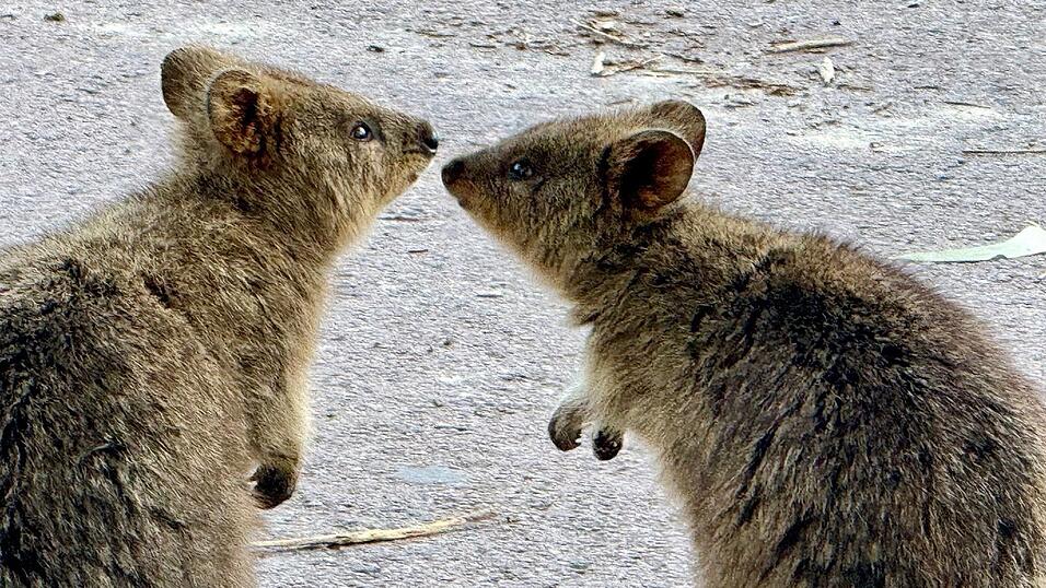 Quokkas sind gesellige Tiere und leben oft in Familiengruppen.