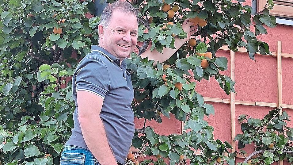 Stephan Griebel bei der Aprikosenernte 2025 am Spalier zu Hause.