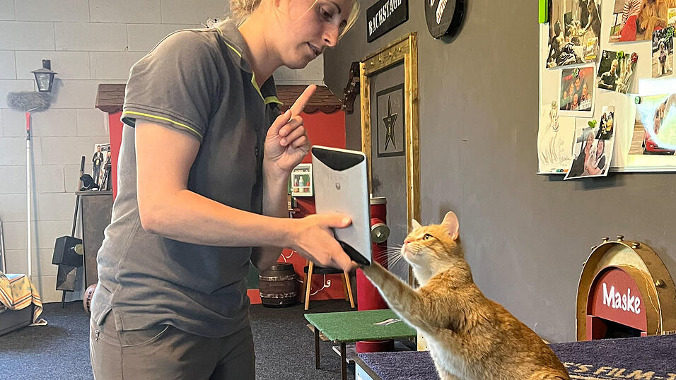 Für einen Werbespot wird Nils zur 'iCat'. Für einen Werbespot wird Nils zur 'iCat'.