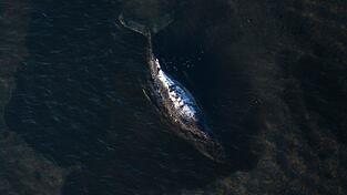 Der Buckelwal liegt in einer ausgesp&uuml;lten Wanne vor der Insel Poel.