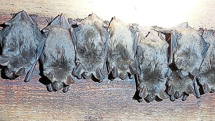 Das Große Mausohr trägt im Volksmund auch den Beinamen „Kirchenfledermaus“. In Donaustauf fühlt es sich sehr wohl.