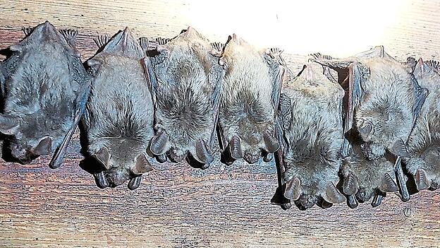 Das Große Mausohr trägt im Volksmund auch den Beinamen „Kirchenfledermaus“. In Donaustauf fühlt es sich sehr wohl. Das Große Mausohr trägt im Volksmund auch den Beinamen „Kirchenfledermaus“. In Donaustauf fühlt es sich sehr wohl.