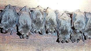 Das Große Mausohr trägt im Volksmund auch den Beinamen „Kirchenfledermaus“. In Donaustauf fühlt es sich sehr wohl. Das Große Mausohr trägt im Volksmund auch den Beinamen „Kirchenfledermaus“. In Donaustauf fühlt es sich sehr wohl.