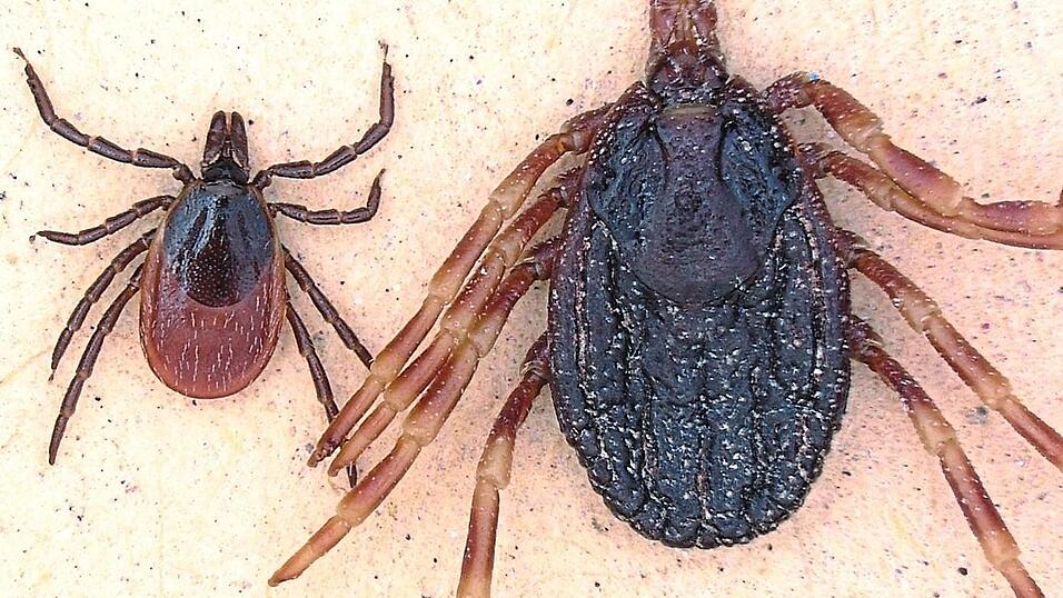Der heimische Holzbock (links) im Vergleich zur tropischen Hyalomma