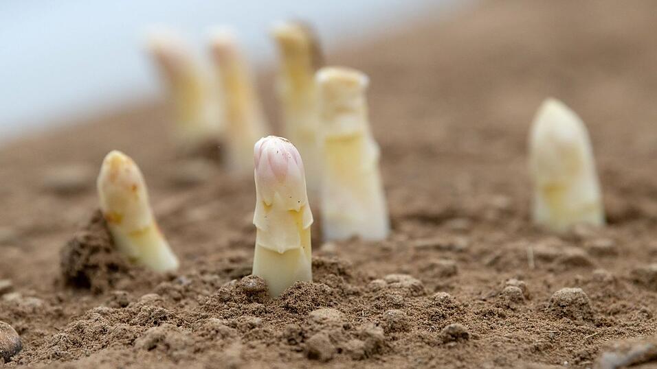 Spargelstangen auf einem oberbayerischen Feld.