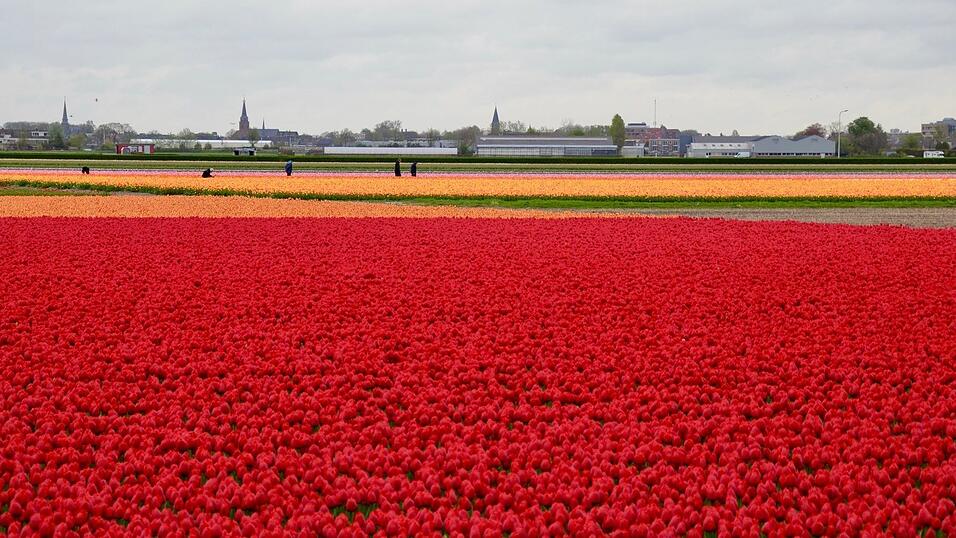 In den Niederlanden sind viele Felder mit Tulpenzwiebeln bepflanzt. (Archivbild)