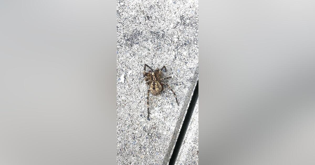 Nosferatu-Spinne: Im Kreis Straubing-Bogen gibt es eine gemeldete Sichtung