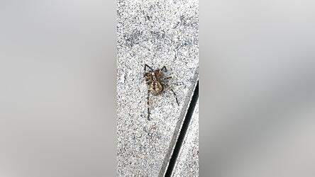 Das totenkopfähnliche Muster auf dem Leib hat der Nosferatu-Spinne zu ihrem eindrücklichen Namen verholfen. Das totenkopfähnliche Muster auf dem Leib hat der Nosferatu-Spinne zu ihrem eindrücklichen Namen verholfen.