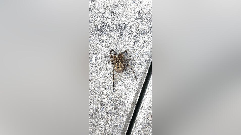 Das totenkopfähnliche Muster auf dem Leib hat der Nosferatu-Spinne zu ihrem eindrücklichen Namen verholfen. Das totenkopfähnliche Muster auf dem Leib hat der Nosferatu-Spinne zu ihrem eindrücklichen Namen verholfen.