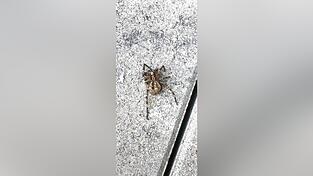 Das totenkopfähnliche Muster auf dem Leib hat der Nosferatu-Spinne zu ihrem eindrücklichen Namen verholfen. Das totenkopfähnliche Muster auf dem Leib hat der Nosferatu-Spinne zu ihrem eindrücklichen Namen verholfen.