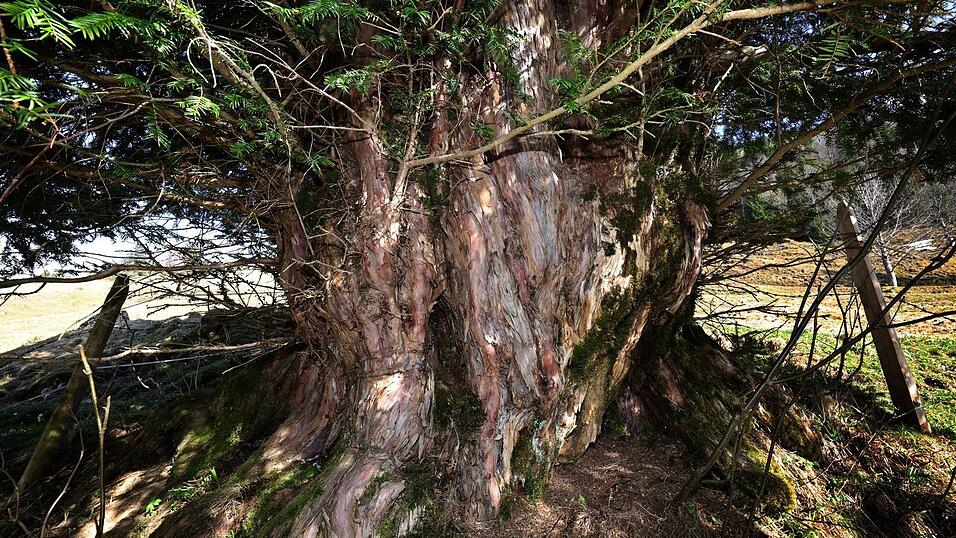 Der Stamm hat einen Umfang von 5,10 Metern.