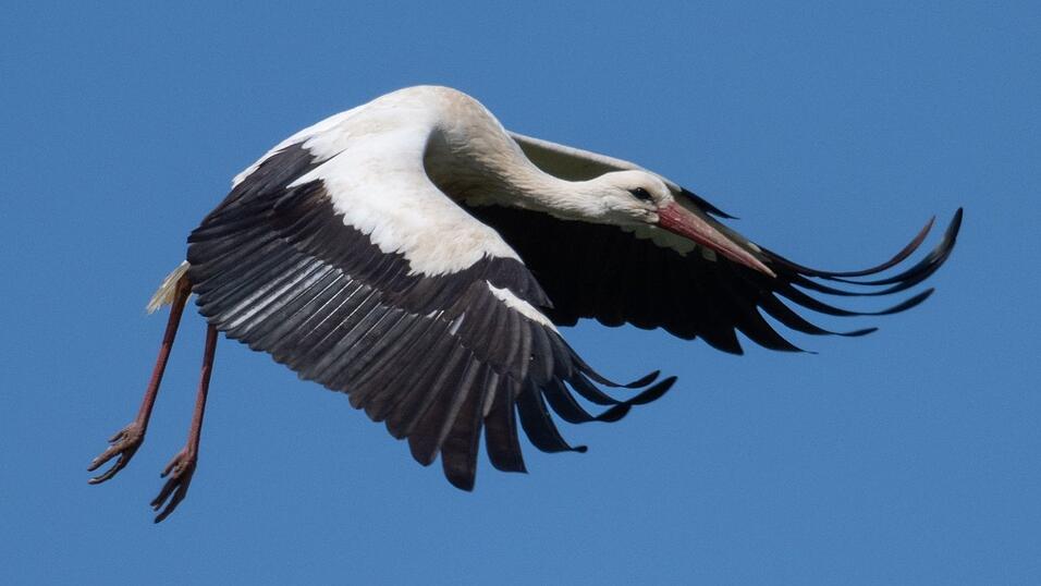Der Vogel kam wohl mit dem Schrecken davon. (Symbolbild)