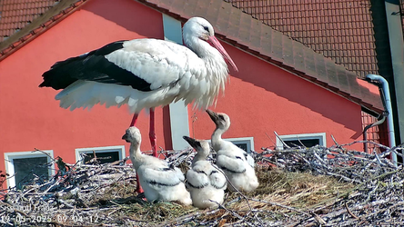 Auch bei drei Jungstörchen müssen „Sissi“ und „Franz“ mehrmals zur Futtersuche abheben und die Schnäbel zu stopfen.
