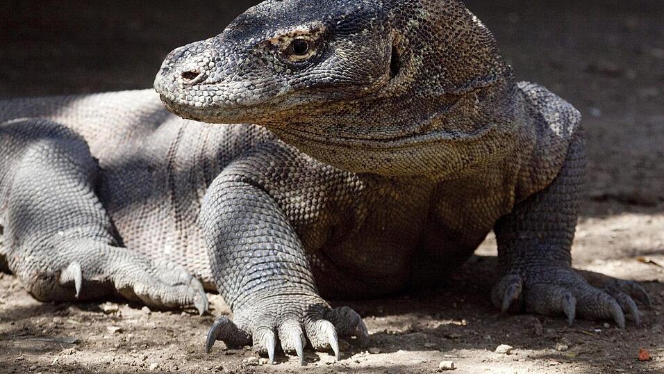 Komodo-Warane sind offiziell als «gefährdet» eingestuft. (Archivbild)
