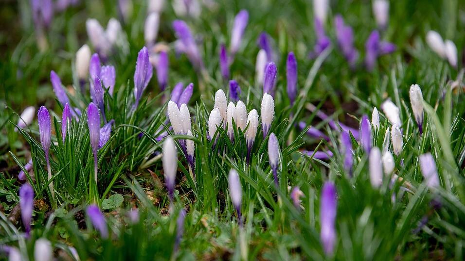 Tagsüber gibt es Regen und Sonne, nachts bleibt es im Freistaat frostig. (Symbolbild) Tagsüber gibt es Regen und Sonne, nachts bleibt es im Freistaat frostig. (Symbolbild)