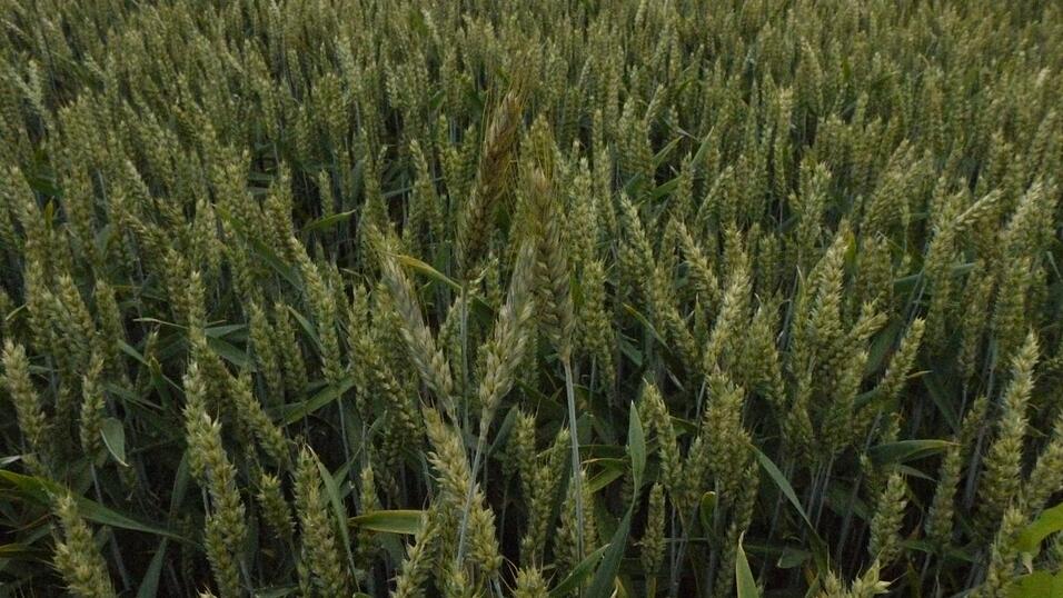 Die Welt des Georg Mayerhofer. Die Welt des Georg Mayerhofer.