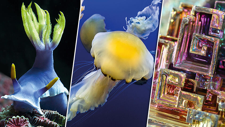 Tolle Naturaufnahmen gibt's im Bildband 'Nature Styles' zu bewundern - eine Auswahl.