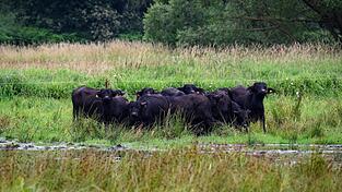 Eine m&ouml;gliche Bewirtschaftung f&uuml;r nasse Fl&auml;chen bieten Wasserb&uuml;ffel, die mit dem feuchten Untergrund gut zurechtkommen. (Archivbild)