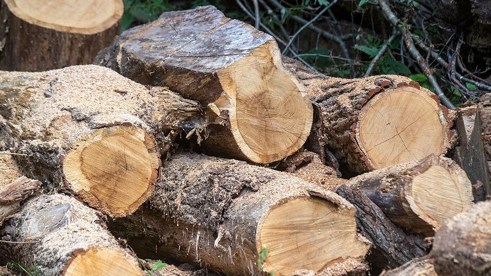 Nachwachsender Rohstoff Holz ist weiter gefragt. Nachwachsender Rohstoff Holz ist weiter gefragt.
