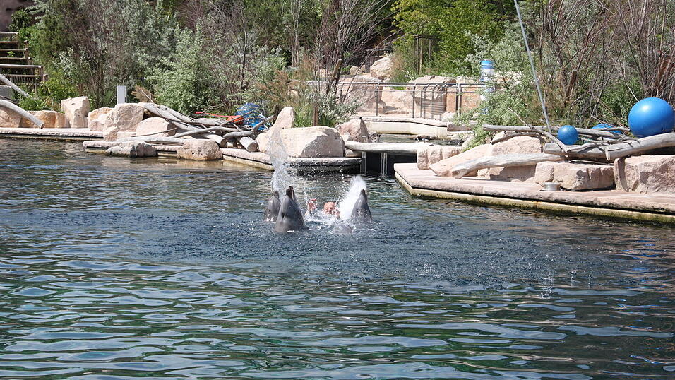 Besonders beliebt sind die Kunstst&uuml;cke, bei denen auch die Trainer mit im Wasser sind.