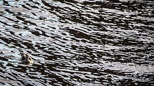 Auf dem Main in Unterfranken gab es eine Havarie, bei der Dieselkraftstoff ins Wasser gelaufen ist. (Symbolbild)