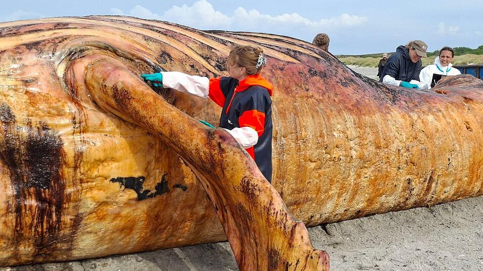 Fachleute obduzierten den als &laquo;Timmy&raquo; bekannten Buckelwal am Strand der Insel Anholt.