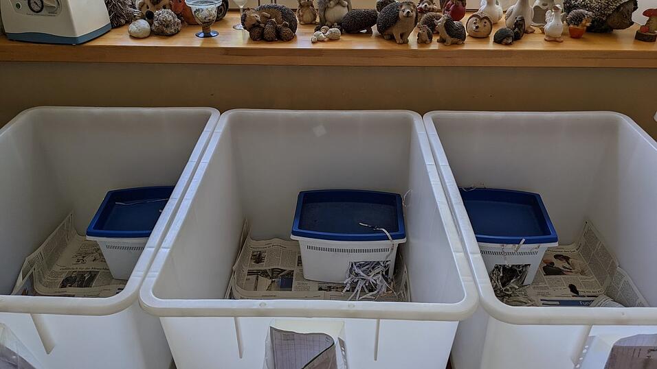 In Boxen finden Igel zeitweise ein Zuhause bei Lüdtke. Ihre Igelliebe zeigt sich auch bei ihrer Dekoration auf dem Fensterbrett. In Boxen finden Igel zeitweise ein Zuhause bei Lüdtke. Ihre Igelliebe zeigt sich auch bei ihrer Dekoration auf dem Fensterbrett.