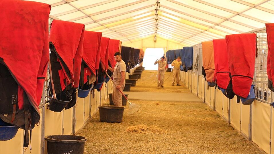 Viermal pro Tag werden die Pferde des Circus Krone gefüttert. Ein Tierpfleger ist zuständig für vier Tiere. Viermal pro Tag werden die Pferde des Circus Krone gefüttert. Ein Tierpfleger ist zuständig für vier Tiere.