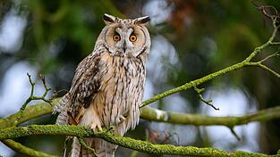 Bei einer geschlossenen Schneedecke kommen viele M&auml;usej&auml;ger wie Eulen kaum noch an Beute. (Symbolbild)
