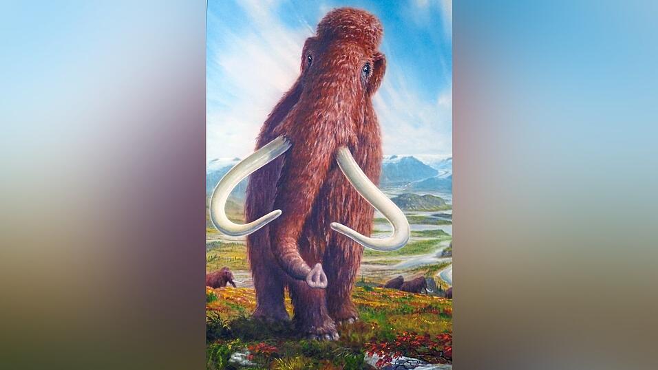 Das Wollhaar-Mammut ist ein Eiszeit-Gigant mit einer Schulterhöhe von bis zu 3,7 Metern und damit so groß wie heutige Afrikanische Elefanten. Das Wollhaar-Mammut ist ein Eiszeit-Gigant mit einer Schulterhöhe von bis zu 3,7 Metern und damit so groß wie heutige Afrikanische Elefanten.