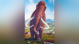 Das Wollhaar-Mammut ist ein Eiszeit-Gigant mit einer Schulterhöhe von bis zu 3,7 Metern und damit so groß wie heutige Afrikanische Elefanten. Das Wollhaar-Mammut ist ein Eiszeit-Gigant mit einer Schulterhöhe von bis zu 3,7 Metern und damit so groß wie heutige Afrikanische Elefanten.