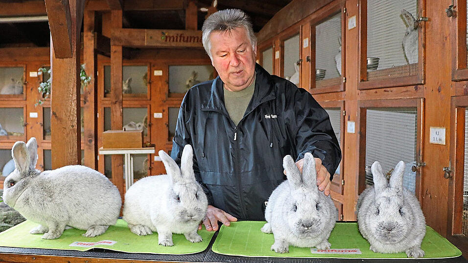 Edmund Laumer aus Windberg achtet auf seine Hellen Gro&szlig;silber, wie die Kaninchenrasse genannt wird. 'Wenn es den Kaninchen gut geht, geht es mir gut', ist sein Motto - deswegen investiert er viel Zeit in die Pflege seiner Tiere.
