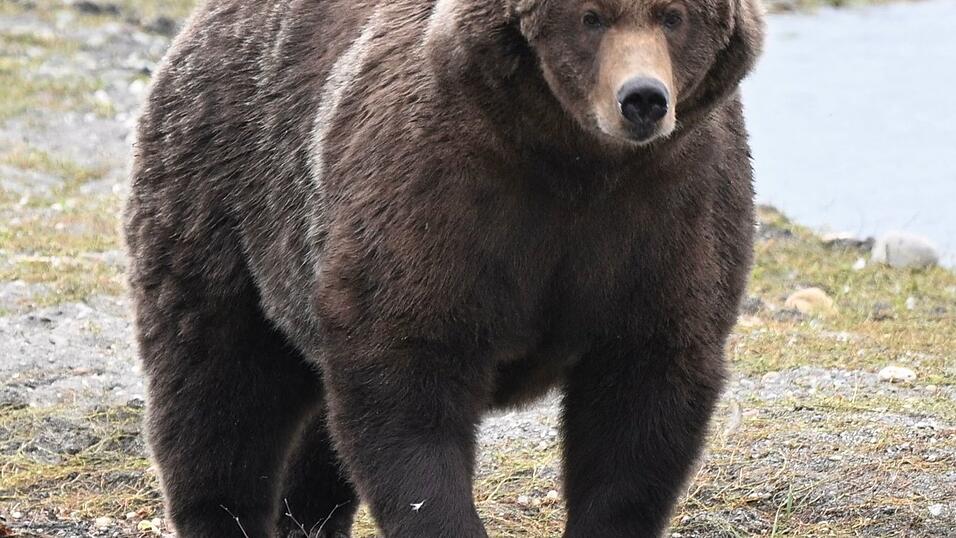 Braunb&auml;rin &laquo;910&raquo; schaffte es bei der &laquo;Fat Bear&raquo;-Wahl ins Finale. (Handout)